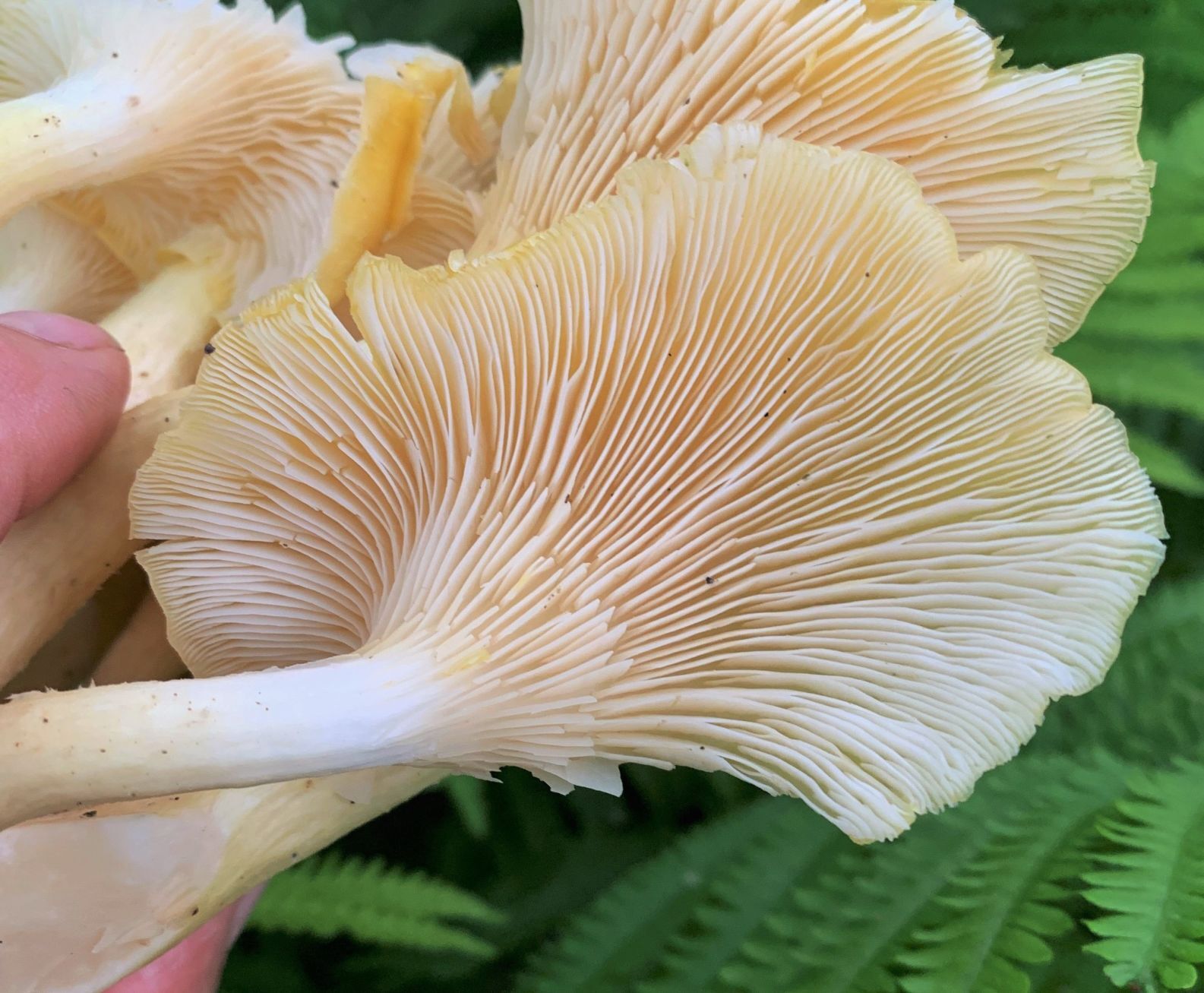 Golden oyster